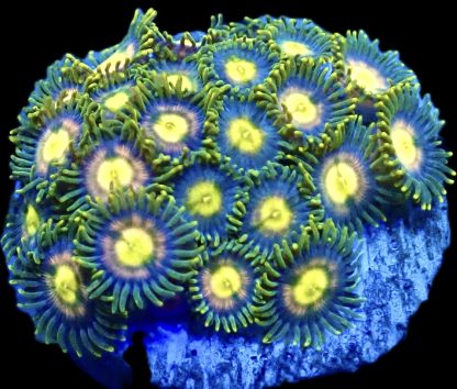 WYSIWYG  Zoanthid Frag Q12