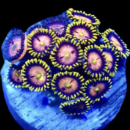 WYSIWYG  Zoanthid Frag Q14