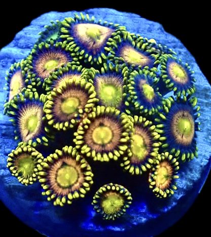 WYSIWYG  Zoanthid Frag Q15