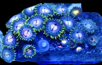 WYSIWYG  Zoanthid Frag Q17