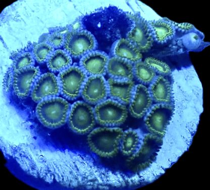 WYSIWYG Zoanthid Frag Q18