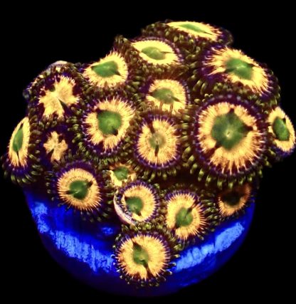 WYSIWYG Zoanthid Frag B6