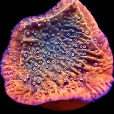 WYSIWYG 21J Tropical Punch Plating Montipora Capricornis