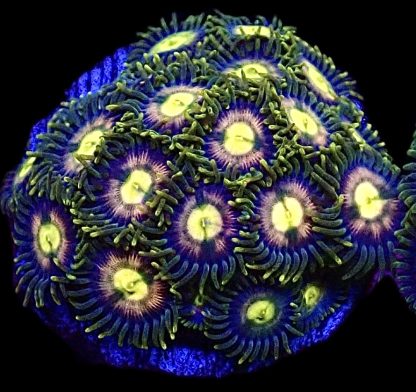 WYSIWYG  Zoanthid Frag Q2