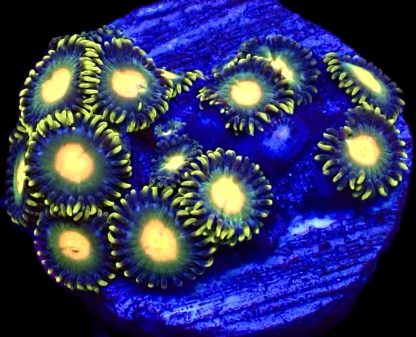 WYSIWYG  Zoanthid Frag Q3