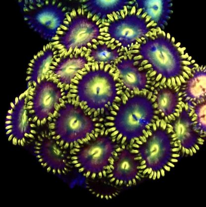 WYSIWYG  Zoanthid Frag Q6