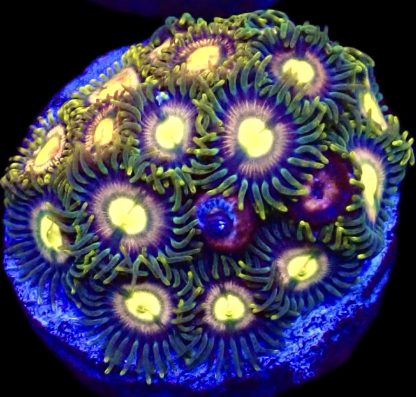 WYSIWYG  Zoanthid Frag Q8