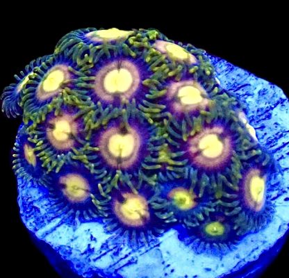 WYSIWYG  Zoanthid Frag Q10