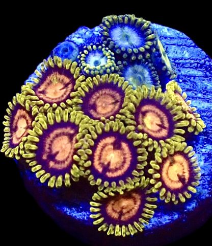 WYSIWYG  Zoanthid Frag Q13