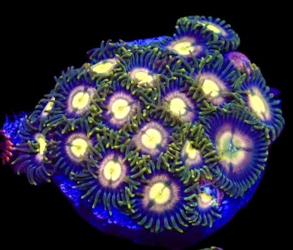 WYSIWYG  Zoanthid Frag Q9