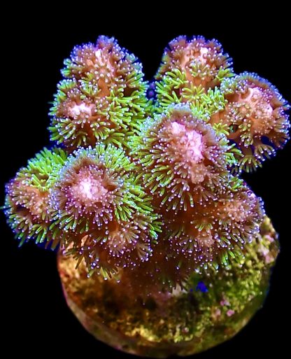 WYSIWYG 21i Amethyst Gem Pocillopora Frag