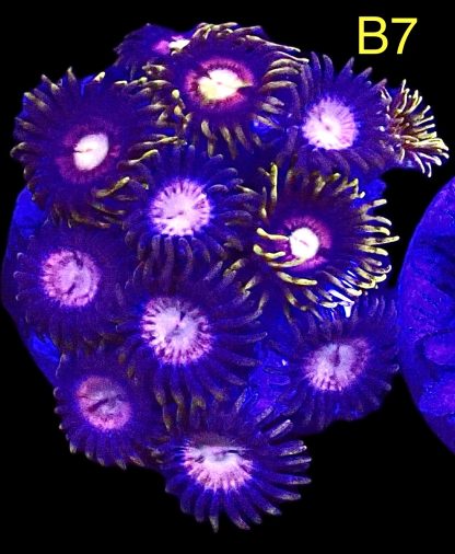 WYSIWYG  Zoanthid Frag B7