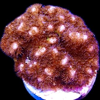 WYSIWYG 17H Cherry Tree Pocillopora Frag Large