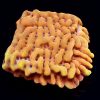 WYSIWYG 9K Beach Bum Montipora Frag