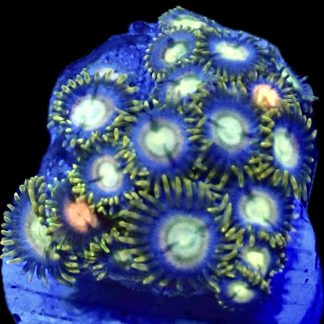WYSIWYG  Zoanthid Frag B7