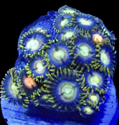 WYSIWYG  Zoanthid Frag B7