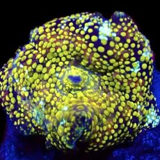 WYSIWYG 30E Lemon Sparkle Discosoma