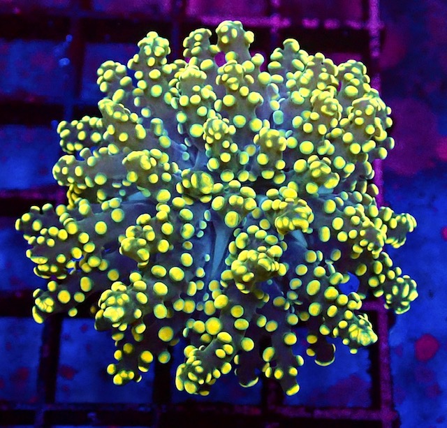 WYSIWYG Branching Orange Frogspawn Single Head Thick Stem