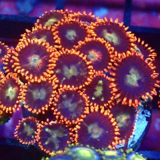 WYSIWYG  Zoanthid Frag B7