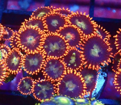 WYSIWYG  Zoanthid Frag B7