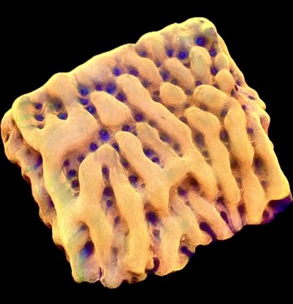 WYSIWYG 9K Beach Bum Montipora Frag