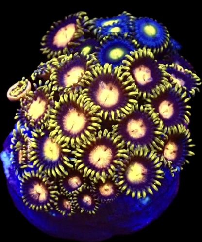 WYSIWYG  Zoanthid Frag B7