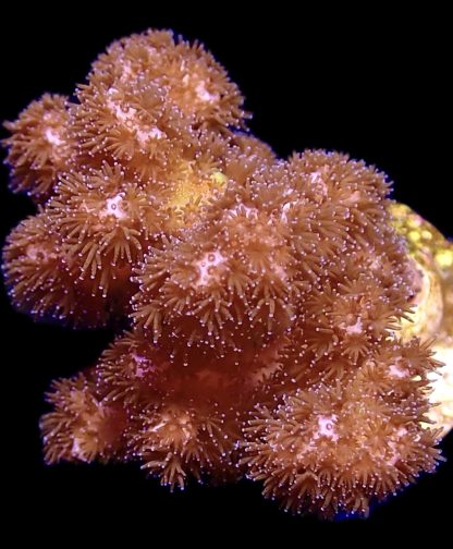 WYSIWYG 7J Cherry Tree Pocillopora Frag Large