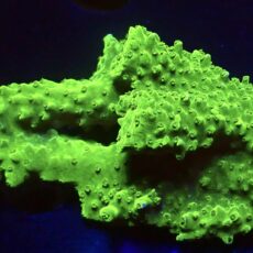 WYSIWYG R2 Green Slimer Acropora Colony (100mm)