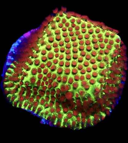 WYSIWYG 10i Strawberry / Lime Porites Frag - Image 2