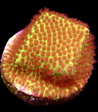 WYSIWYG 10i Strawberry / Lime Porites Frag