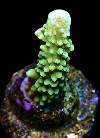 WYSIWYG 8i M.O.C. Bali Slimer Staghorn Acropora