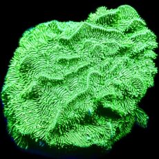 WYSIWYG 9E Ultra Metallic Scrolling Pavona Frag Large