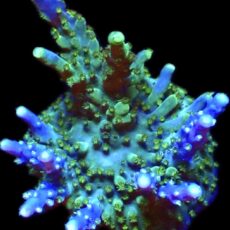 WYSIWYG 11E Acropora Nana Purple Frag Large