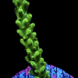 WYSIWYG 15H Joker Acropora Frag