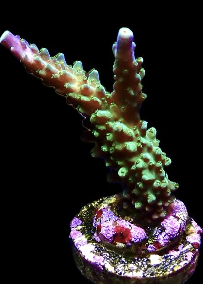 WYSIWYG 16E Joker Acropora Frag Large