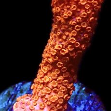 WYSIWYG 11G Burning Ember Montipora Frag