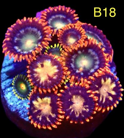 WYSIWYG  Zoanthid Frag B18