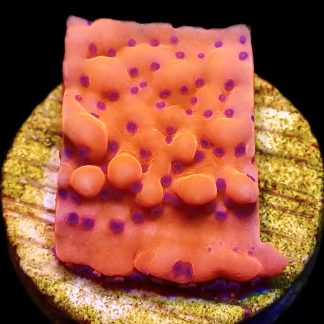 WYSIWYG 16L Brain Freeze Montipora Frag