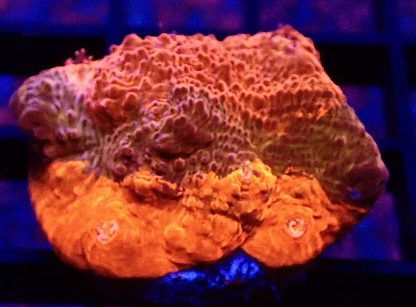 WYSIWYG 30G Orange/ Purple/  Chalice Frag