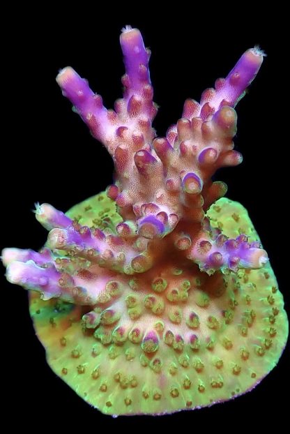 WYSIWYG 17G Acropora Nana Purple Frag