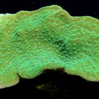 WYSIWYG 21A Pink Rim Emerald Plating Montipora Frag Large