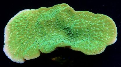 WYSIWYG 21A Pink Rim Emerald Plating Montipora Frag Large