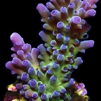 WYSIWYG 20G M.O.C. Miyagi Tort Acropora Frag