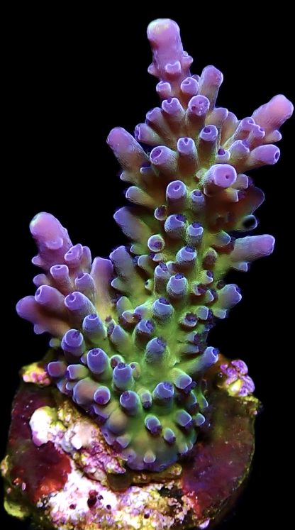 WYSIWYG 20G M.O.C. Miyagi Tort Acropora Frag