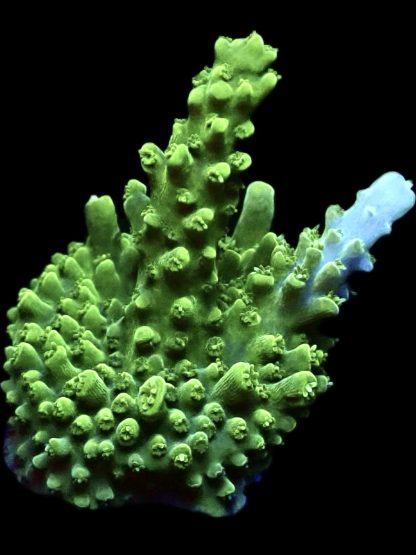 WYSIWYG 22i M.O.C. Green Slimer Acropora Frag