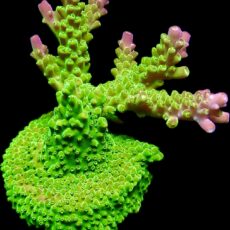 Rainbow Loom Acropora Frag