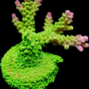 Rainbow Loom Acropora Frag