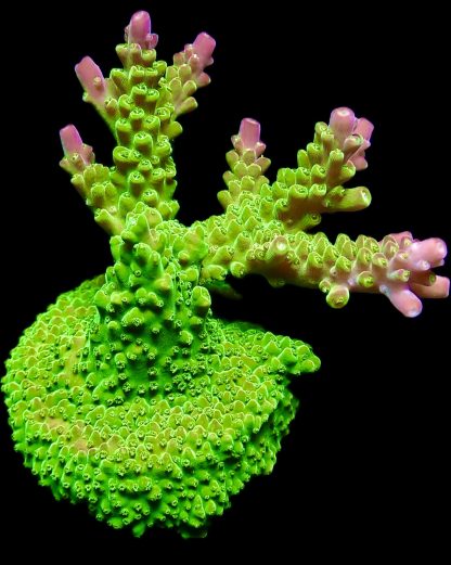Rainbow Loom Acropora Frag
