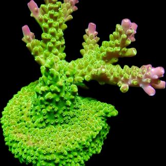 WYSIWYG 22G Rainbow Loom Acropora Ultra Colour Large Frag