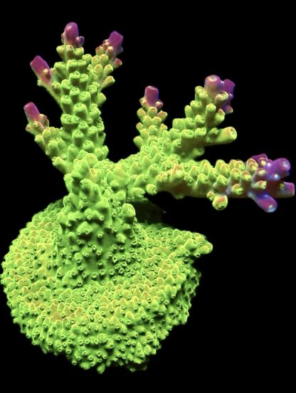 WYSIWYG 22H Rainbow Loom Acropora Ultra Colour Large Frag - Image 2